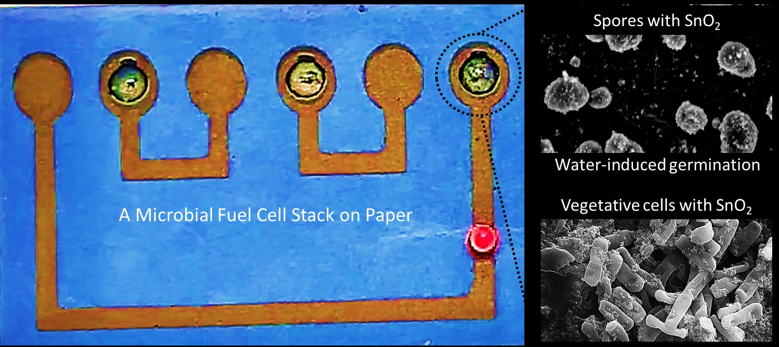 Graphic for transient biobatteries research